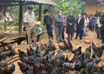 Phát triển kinh tế cho đồng bào dân tộc vùng cao