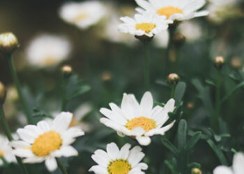 Dung dịch vệ sinh và những bí ẩn “vùng kín”